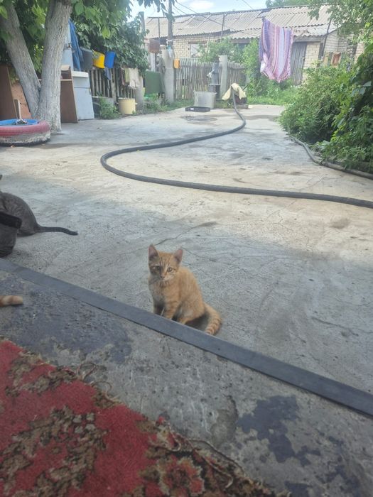 Отдам котят в добрые руки