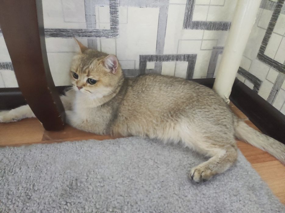 Продам беременную британскую шиншиллу