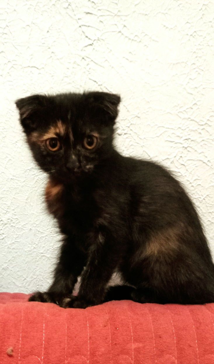 Продам породистых котят