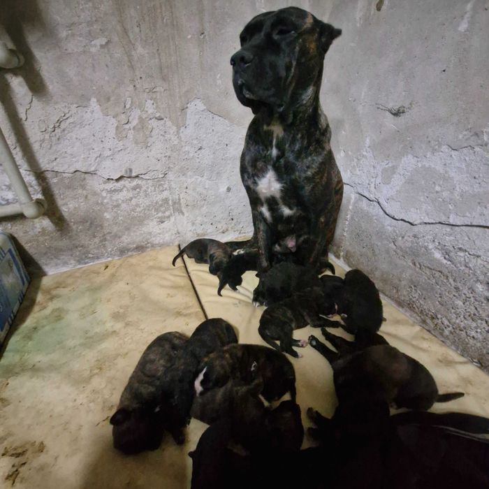 Кане корсо кученца