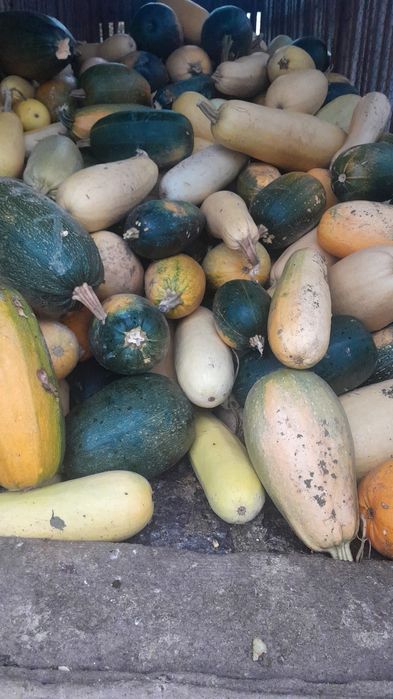 Vând dovleci,1 leu/kg