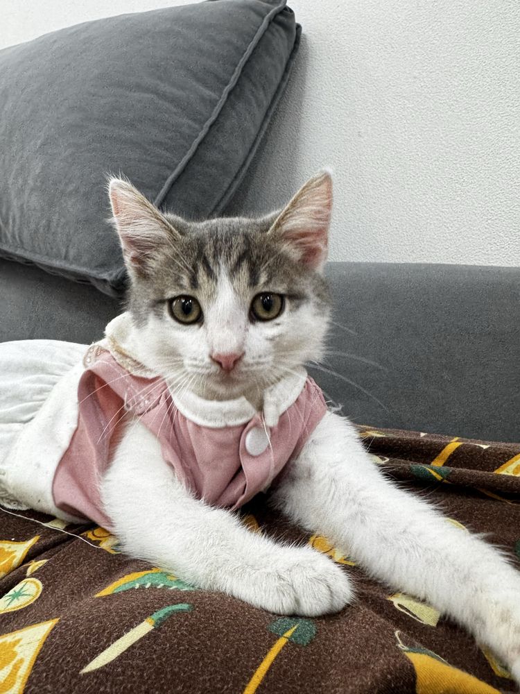 Котик отдам в добрые руки