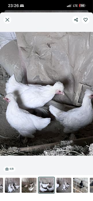 Yapon juchasi sotiladi tezda