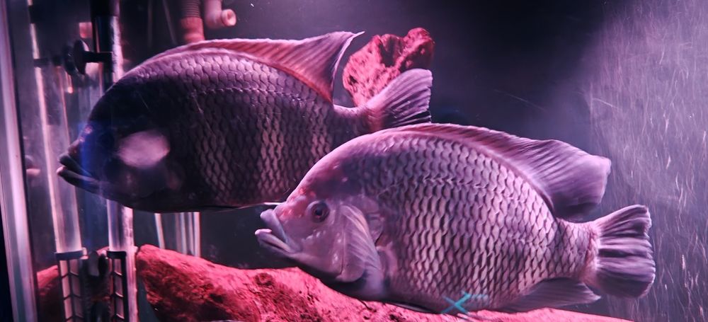 Риба Тилапия Бутикофери