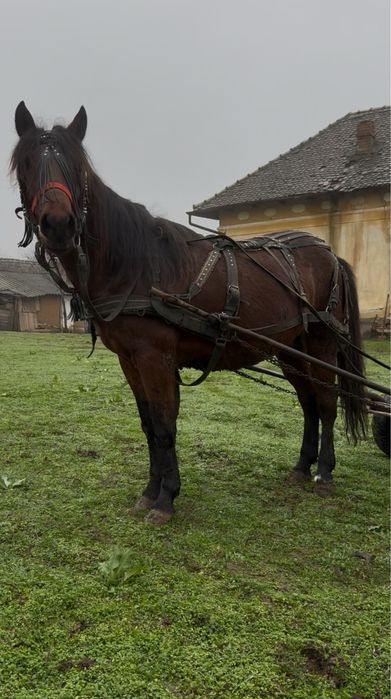 Se vinde cârlan învățat la căruță