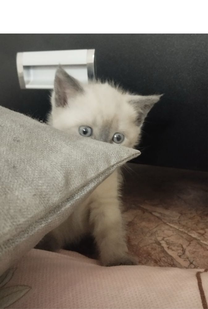 Котенок британец девочка