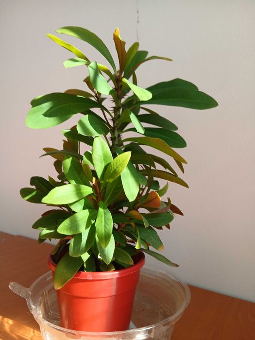 planta coronita lui Iisus cu flori roz/rosii superba