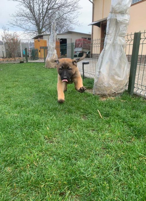 Rasa mixtă Malinois x Ciobănesc German