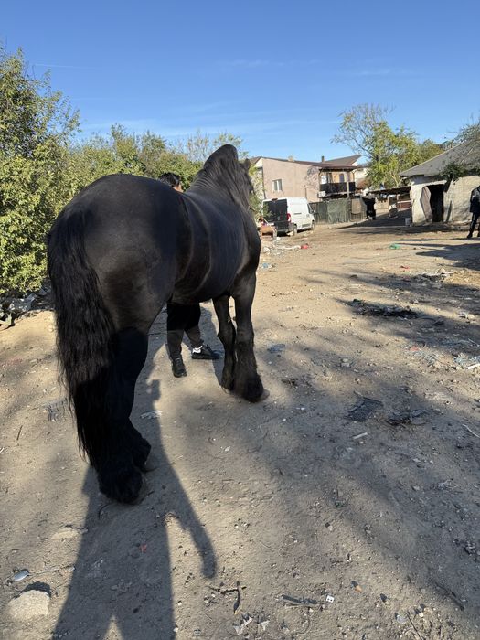 Vand Frizian cu acte