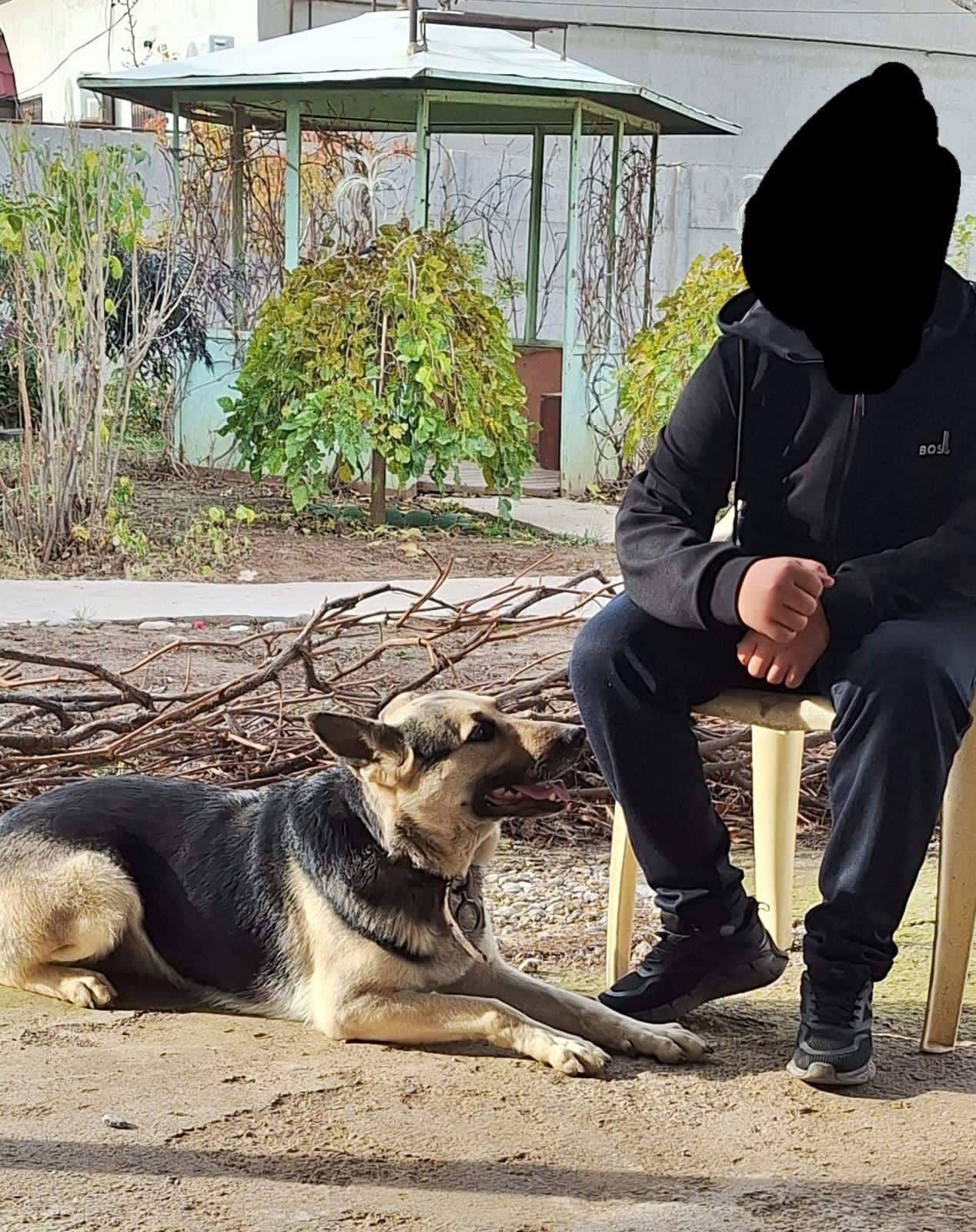 Продается 2 щенка овчарок