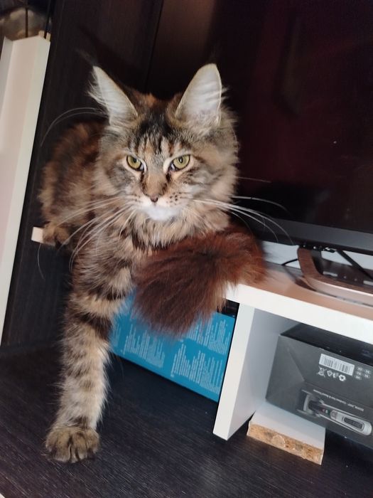 Fetita Maine Coon XXL