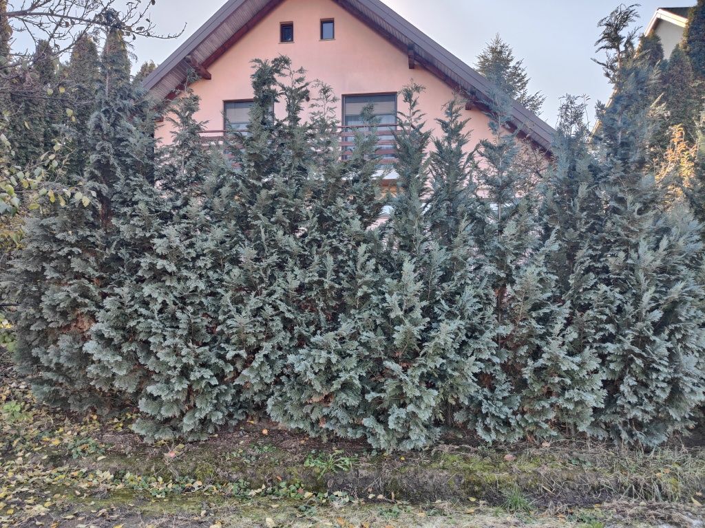 Vând Tuia Columnaris