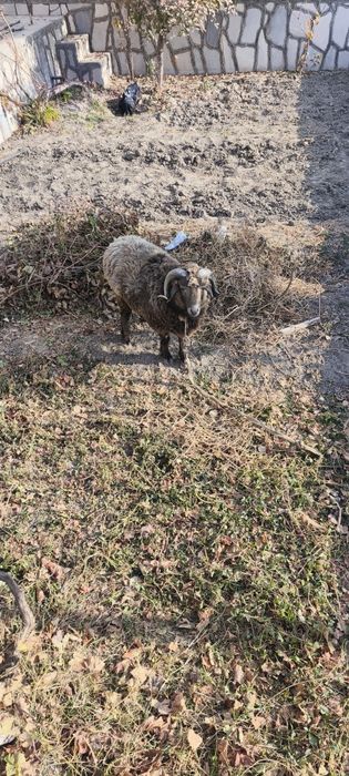 Кучкор сотилади ейши хур