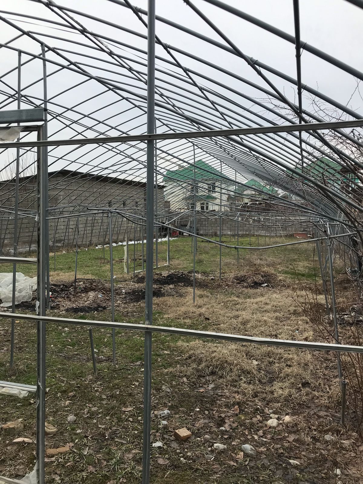 Парник тпелитца осы