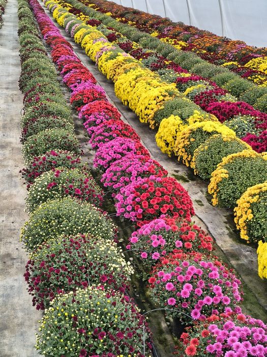 Crizanteme de vânzare