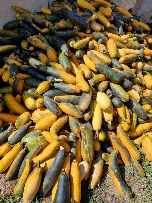 Dovleci pentru animale