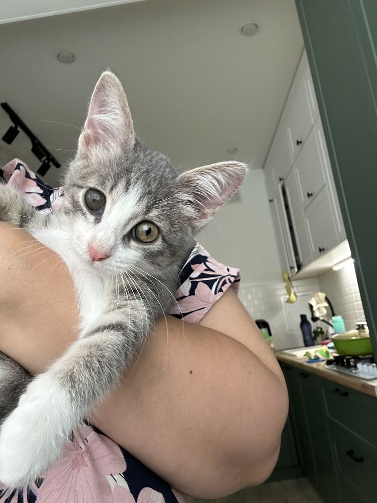 Котенок в добрые руки