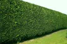 LEYLANDII ORADEA / BIHOR Gard Viu 50-60cm Inaltime 15RON