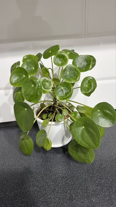 Декабрист,Эпипремнум,Филодендрон,Пелея,Хойя