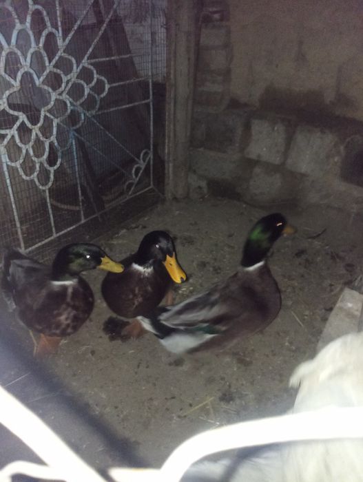 Утка самцы утка самцы