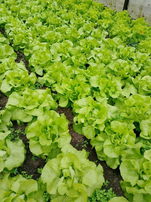 De vânzare salata Touareg