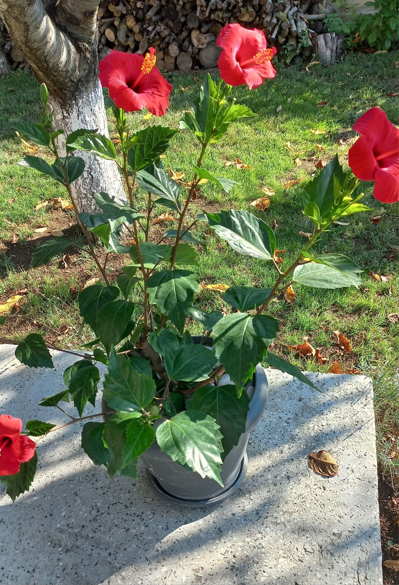 Яркочервени китайски рози- последни бройки