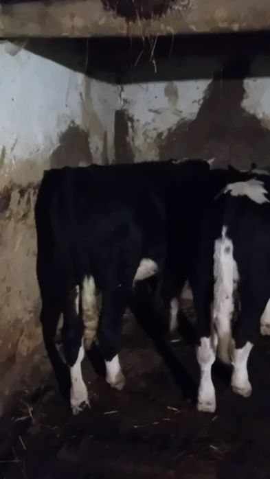 Vând  doi viței mai multe detalii la telefon