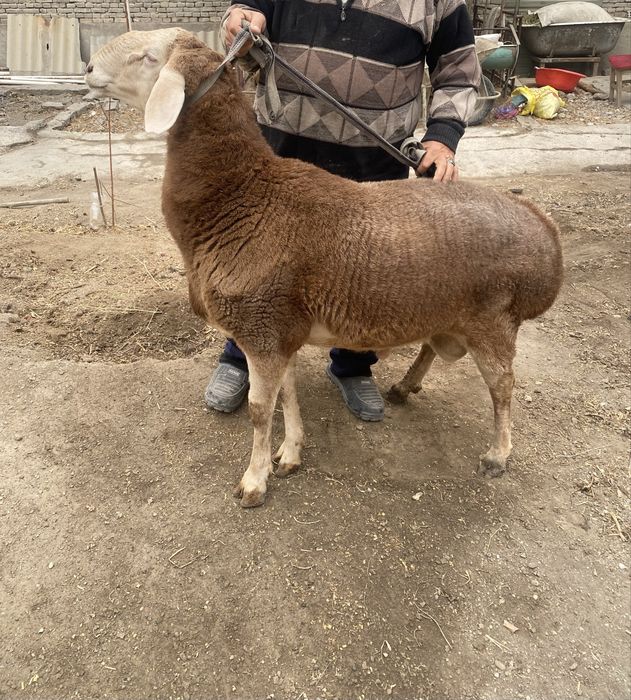 Qochqor qoy sotiladi