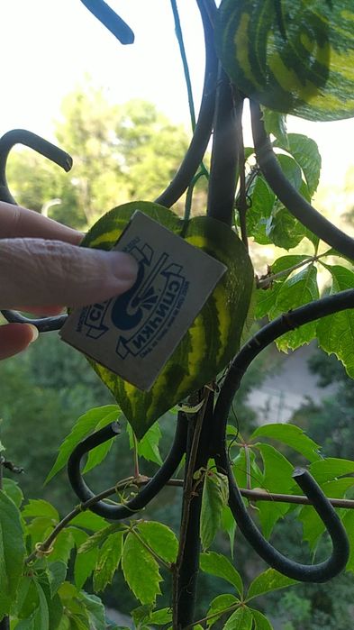 Декоративные листья на окна. Новые есть варианты