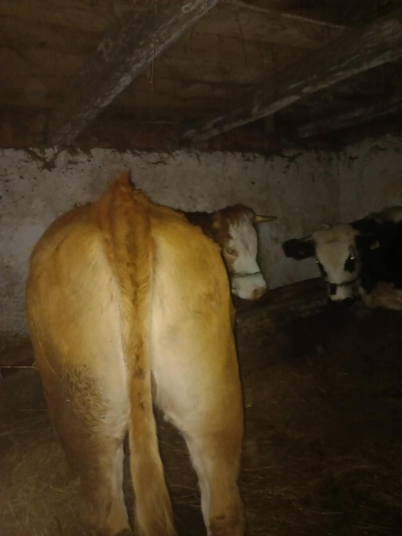 Vând vacă de un an jumate, gestantă în două luni