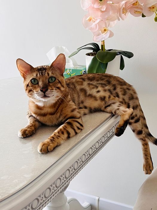 Кошки бенгальские