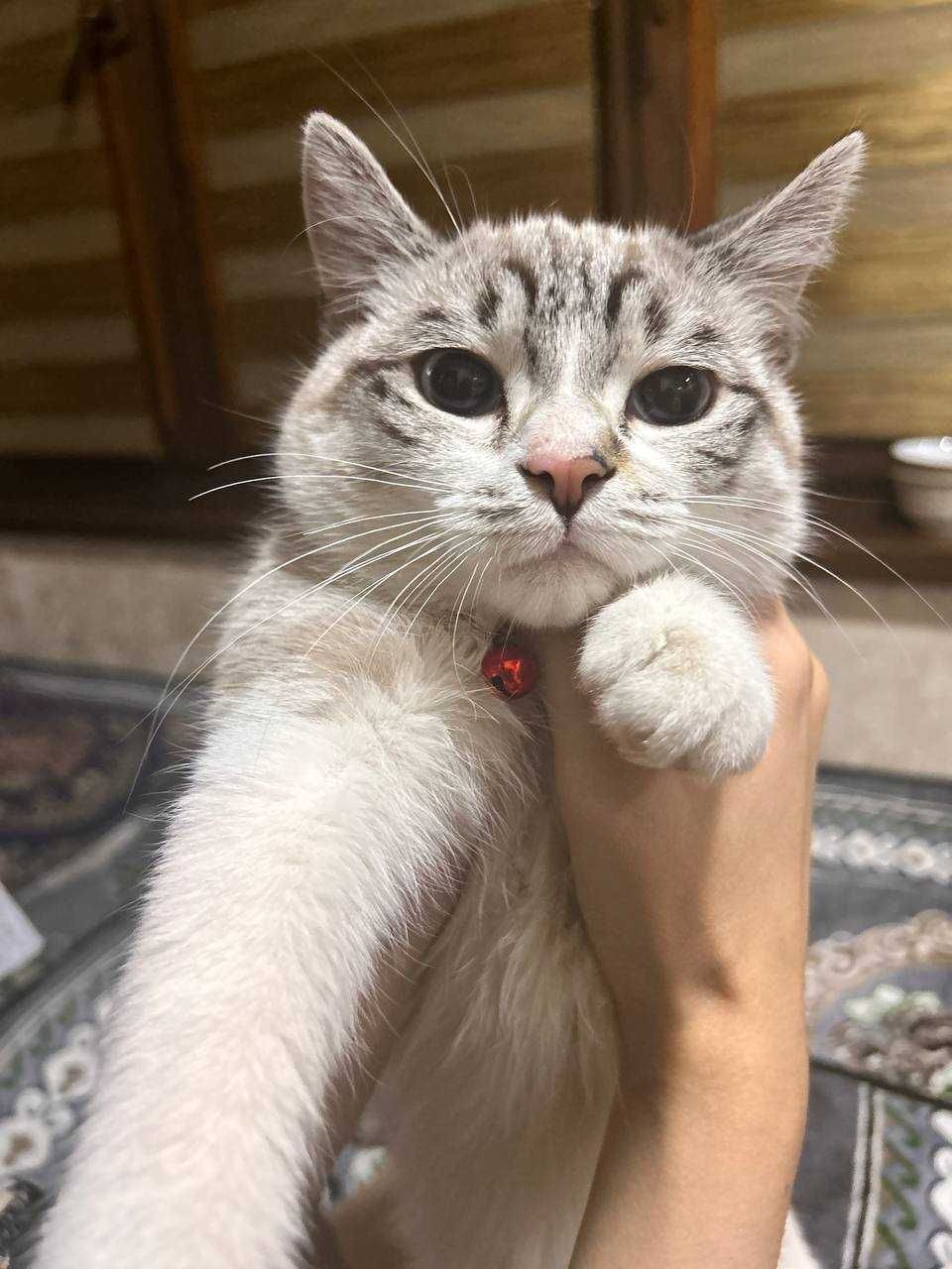 Отдаю кошку в добрые руки