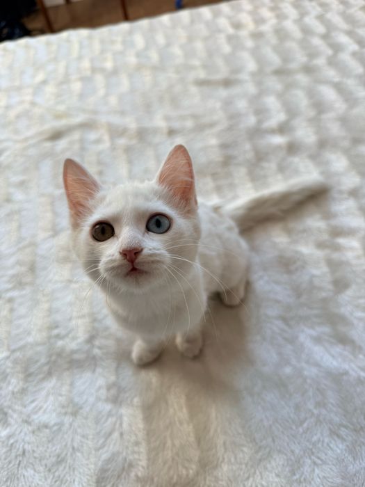 Ищем дом для кошечки