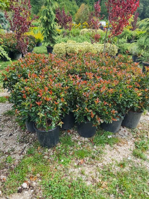 Plante ornamentale