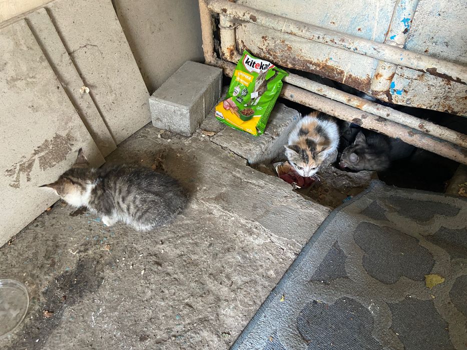 Котята в добрые руки