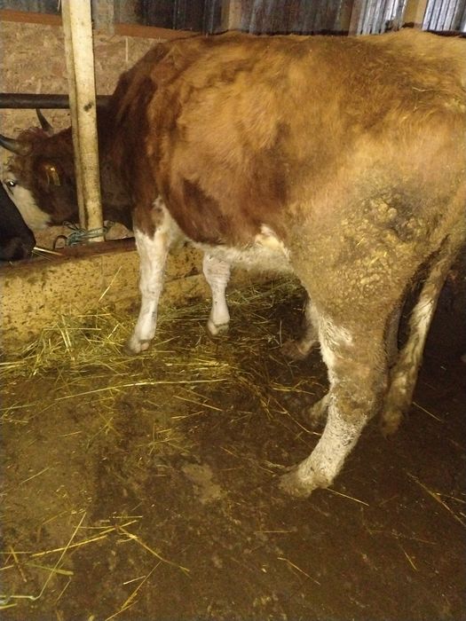 De vânzare 3 vaci gestante preț 55 de milioane bucata fixx