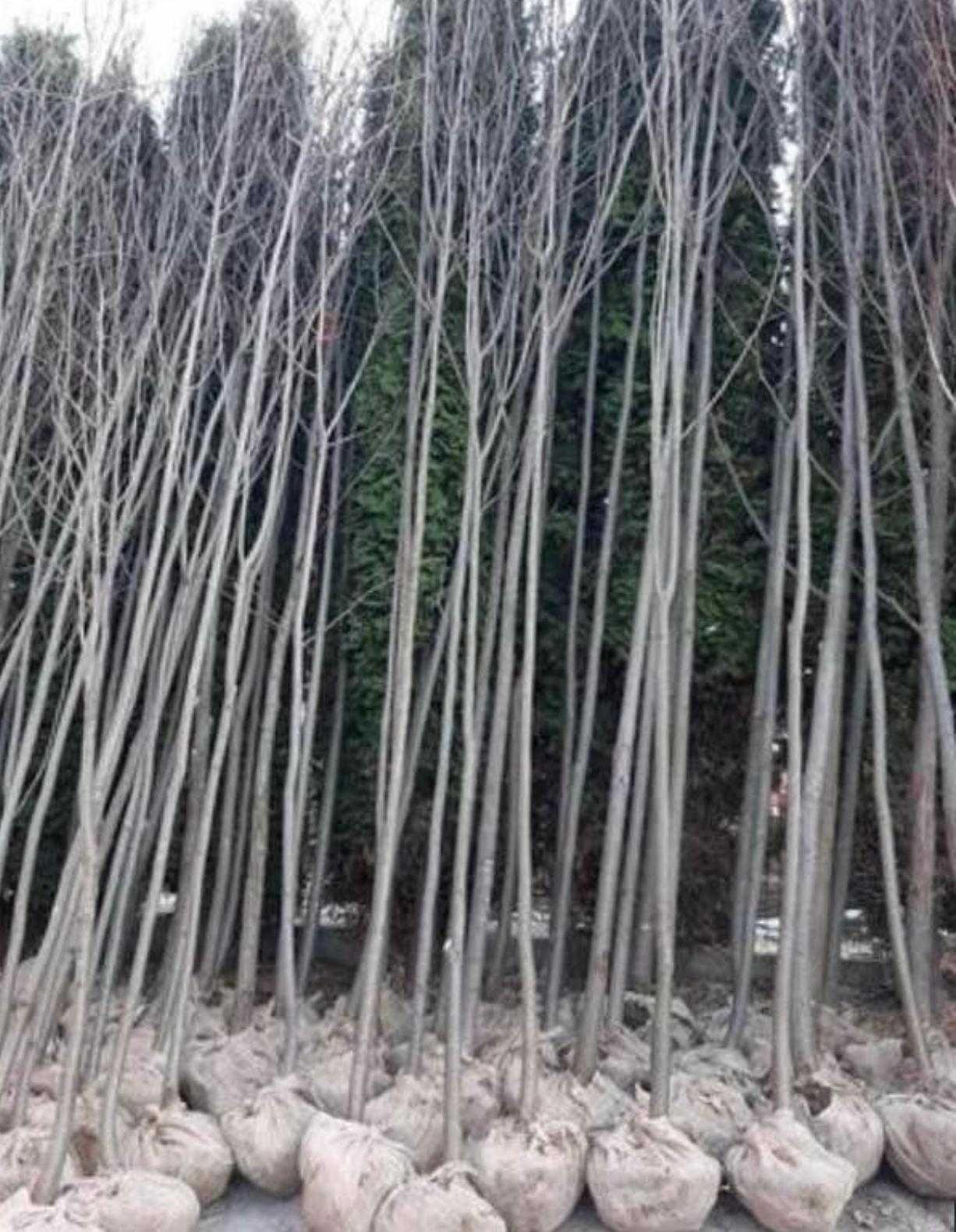 Tei Tilia , Mesteacan , Palmier Trachycarpus Fortunei Pin matasos