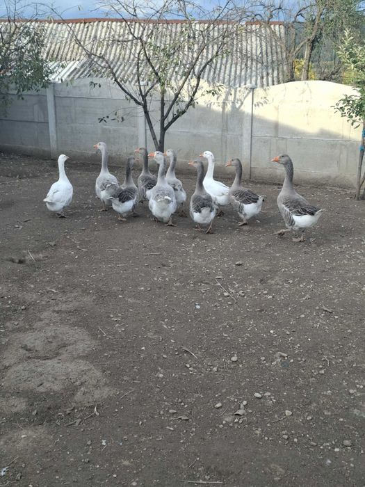 Gâște de vânzare!