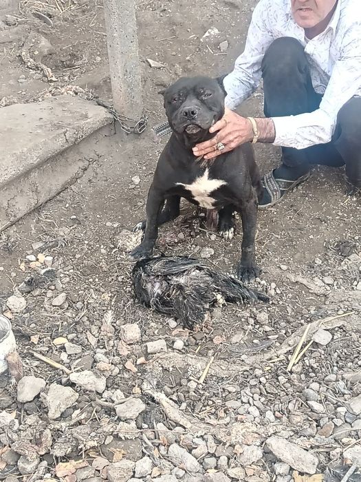 Pitbul zotdor kuchuklar sotiladi