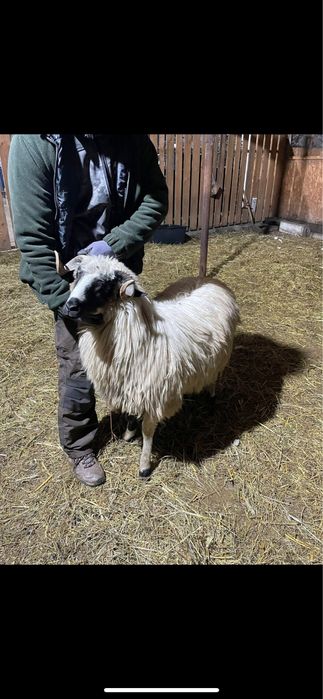 Berbecuti breji disponibili