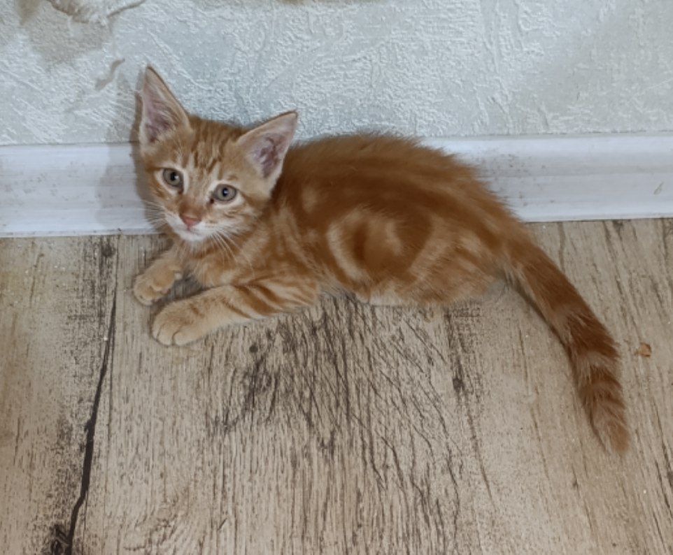 Бесплатно котёнок