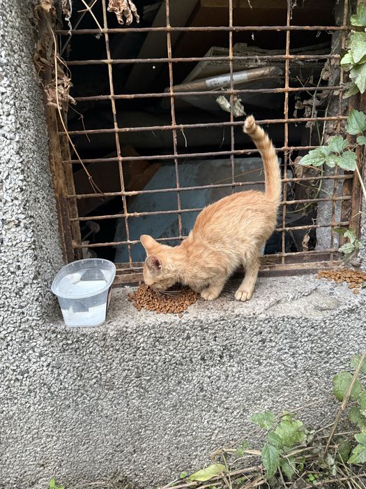 Малко рижаво коте