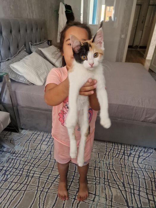 Отдам котенка в добрые руки