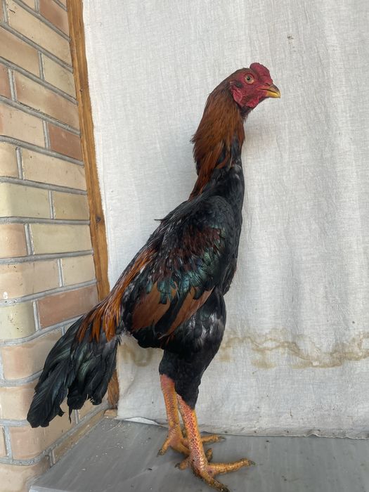 Yapon shamoga kares miks Tanachi narxi 900 ming