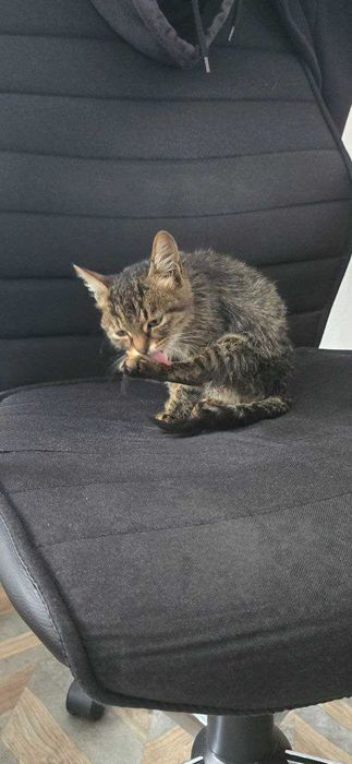 Котенце на 4 месеца си търси дом