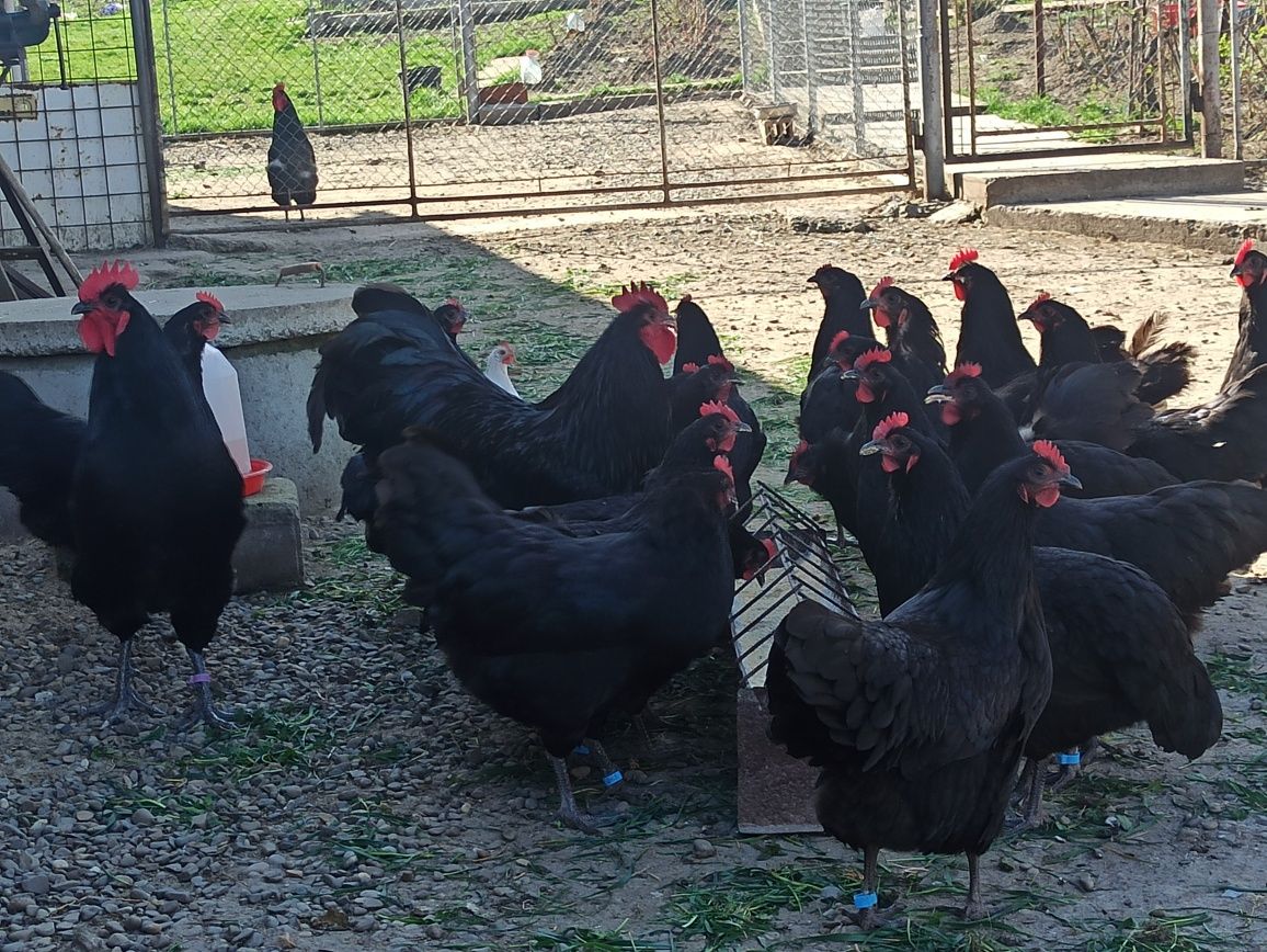 Australorp găini și. cocosi