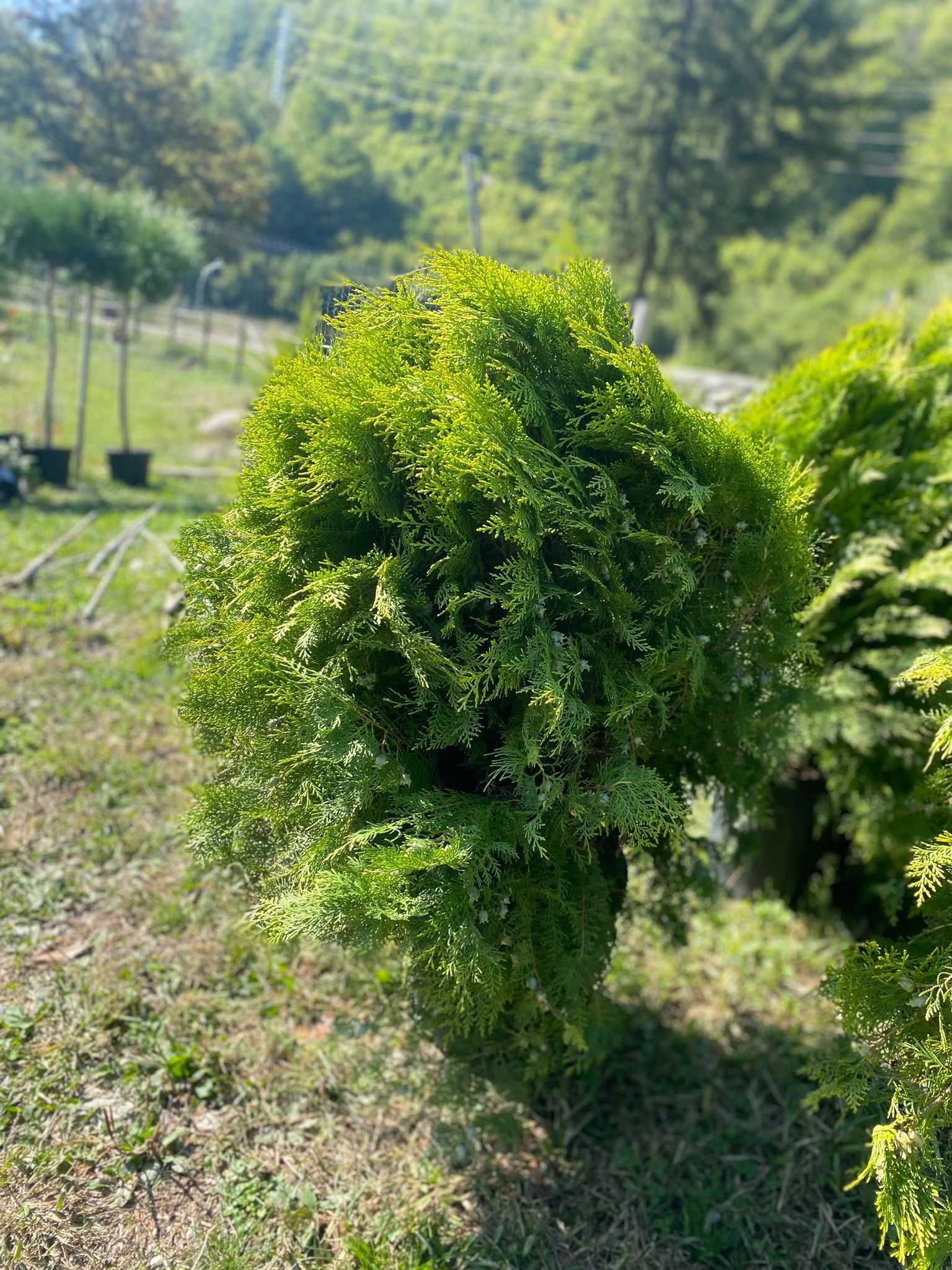 Plante ornamentale de grădină – frumusețe durabilă pentru spațiul tău