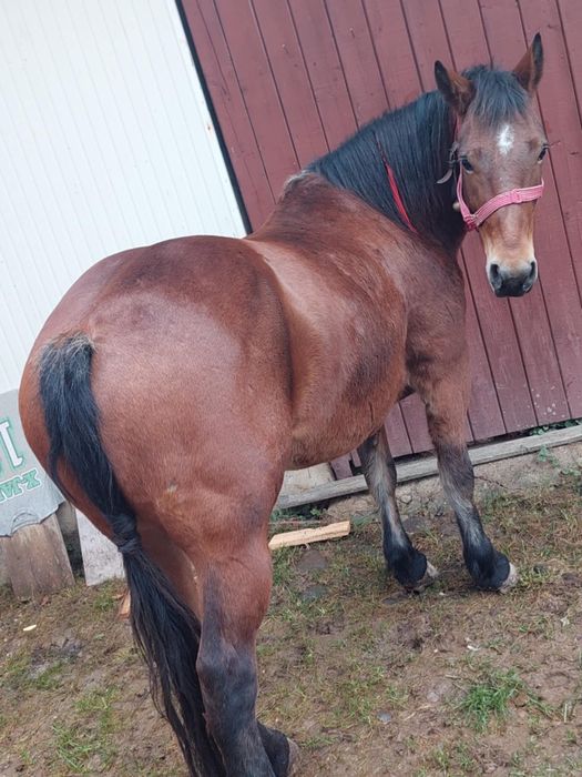 Vând Mânză de 3 Ani ..