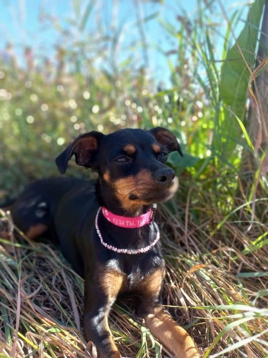 СРОЧНО!Отдам собаку в добрые руки