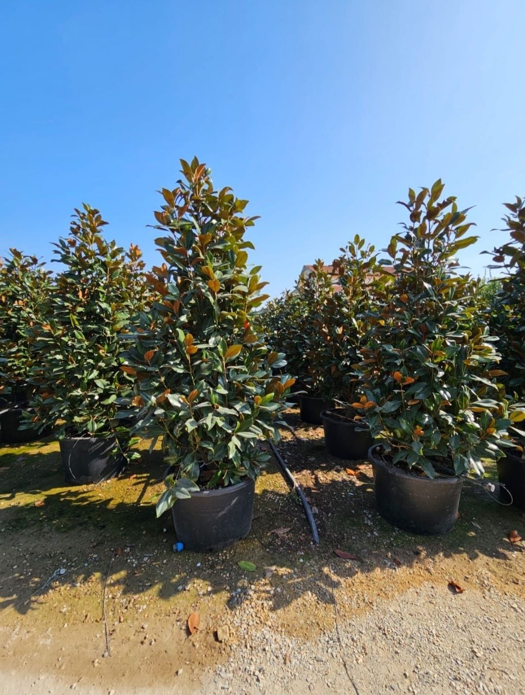 Magnolia grandiflora tufa 1.5m - 5m, calitate premium!